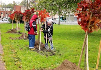 В честь Международного дня врача в саду «Прометей» Петербурга высажены клены